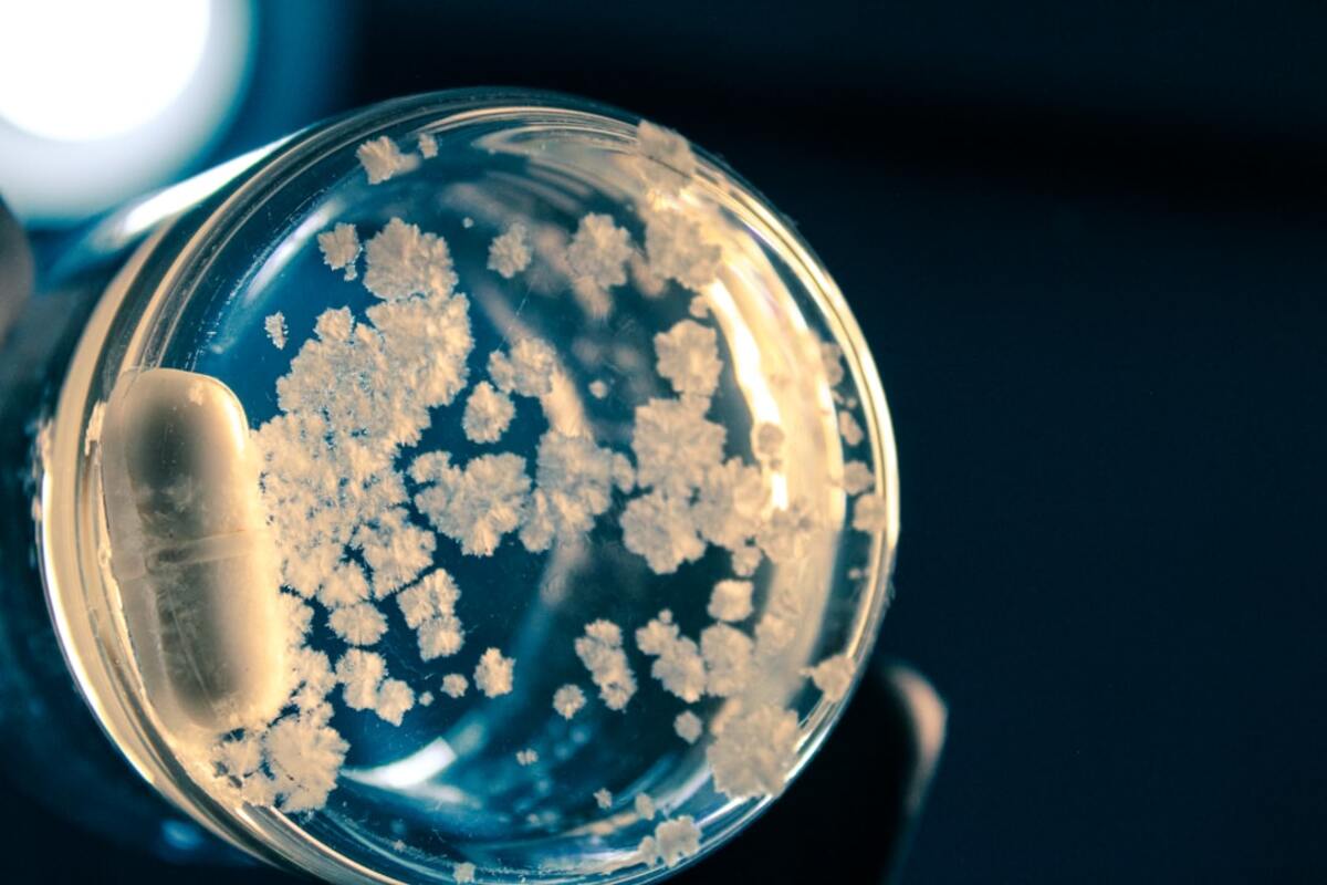 Bacterial Cellulose: The Next Frontier in Sustainable Material Science