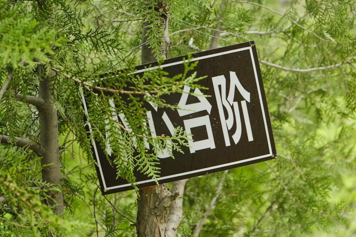 Forest Bathing: Harnessing Nature to Enhance Mental Health