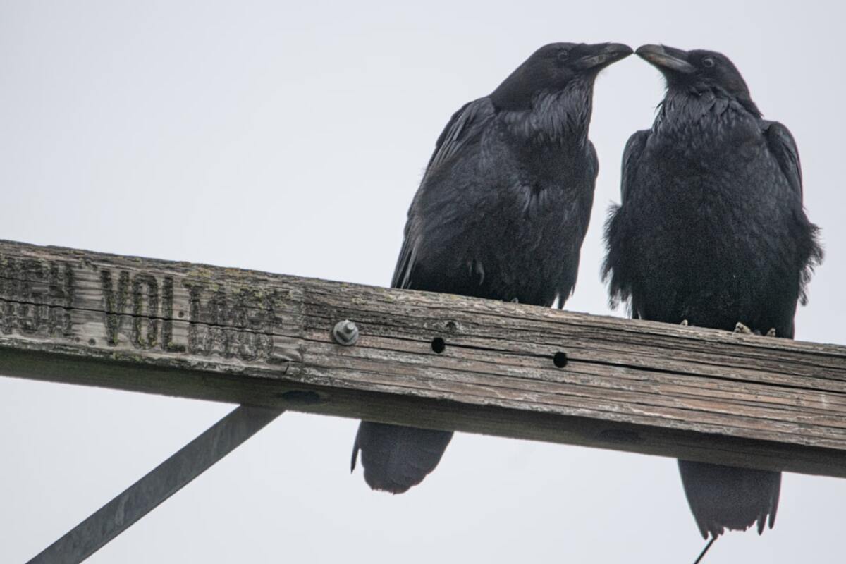 Crows are known for their remarkable intelligence and complex social behaviors.