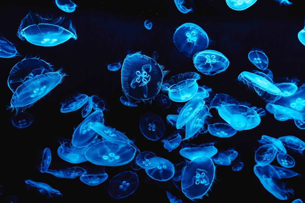 The Science of Bioluminescence: Nature's Glowing Wonders