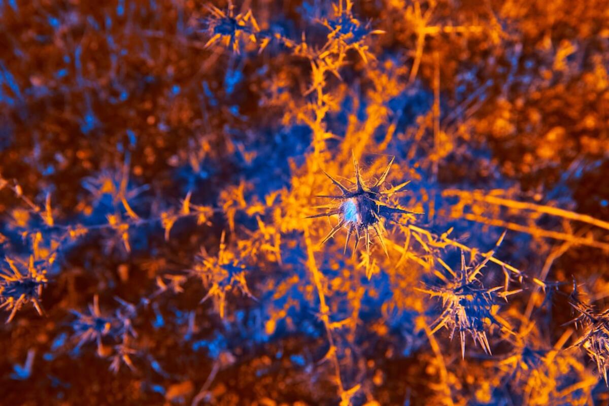 Optogenetics: Illuminating the Brain's Mysteries
